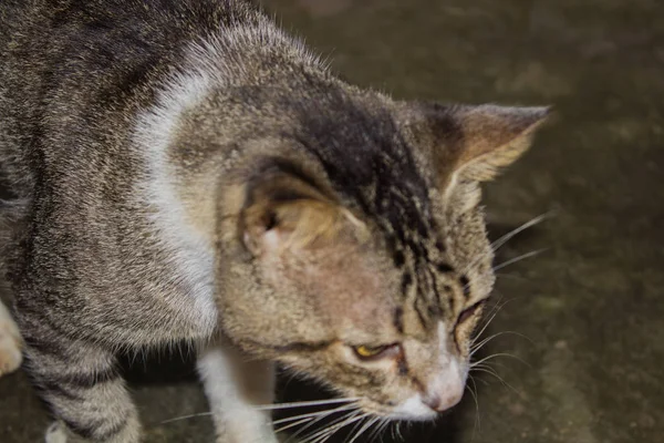 縞模様の面白い猫の肖像画 — ストック写真