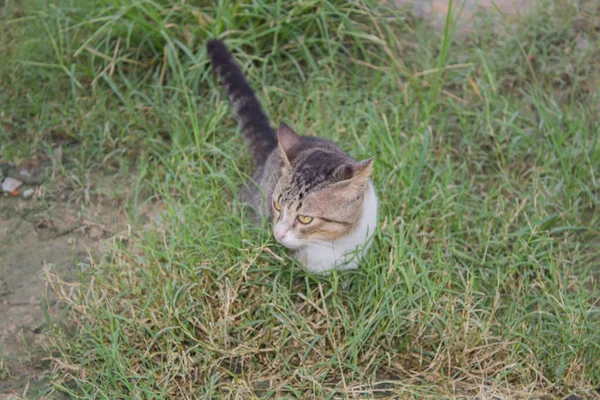 Portrait Striped Funny Cat — Stock Photo, Image