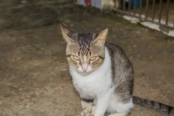 Retrato Gato Engraçado Listrado — Fotografia de Stock