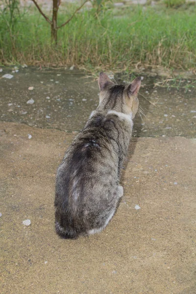 縞模様の面白い猫の肖像画 — ストック写真