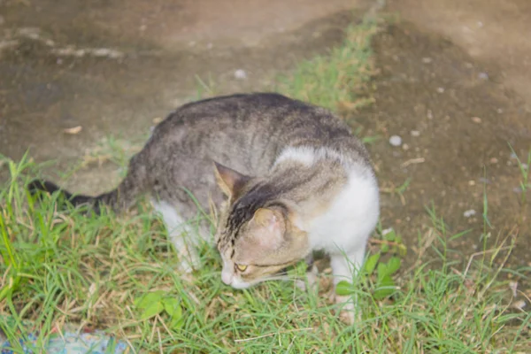 Porträt Der Gestreiften Lustigen Katze — Stockfoto