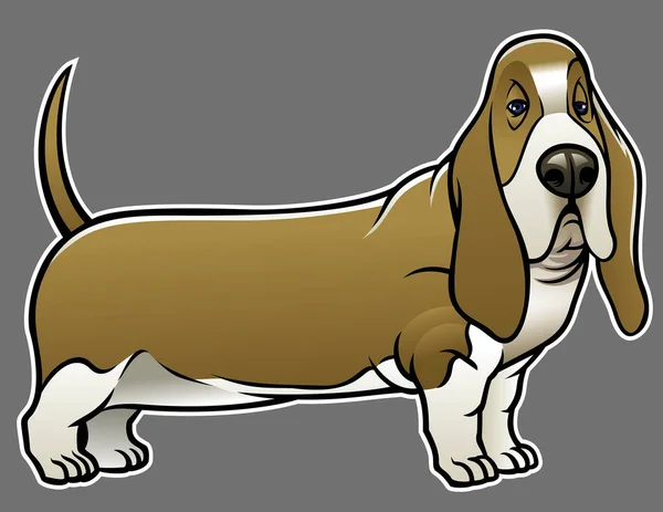Vetor Basset Cão Cão Caça — Vetor de Stock