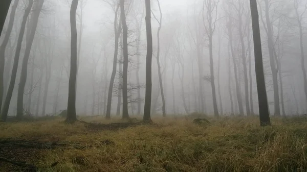 Niebla Bosque Durante Senderismo Otoño Eslovaquia — Foto de Stock