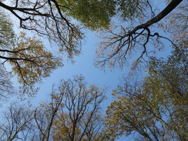 Sonbaharda ağaçların arasından Skyview