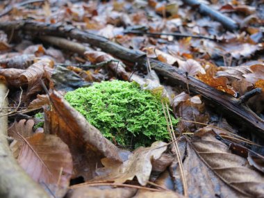 Yeşil yosun kahverengi eski yaprakları arasında