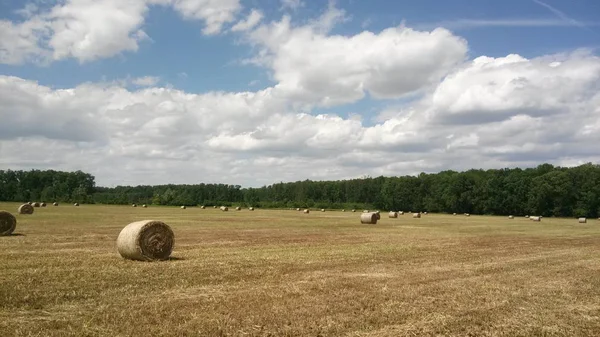 Hasat Mevsimi Sonra Buğday Alanında South Moravia Deki — Stok fotoğraf