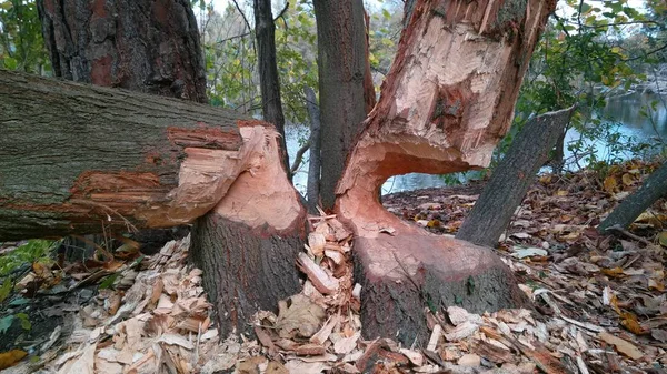 Trees Bitten Beaver West Slovakia Bratislava — Stock Photo, Image