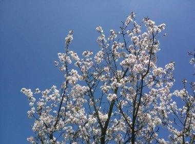 Prag yakınlarındaki parkta Blooming ağaç