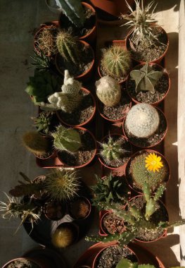 Kaktüsler balkonda topluluğu