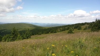 Çek Cumhuriyeti'nde ormandaki ahşap yolu