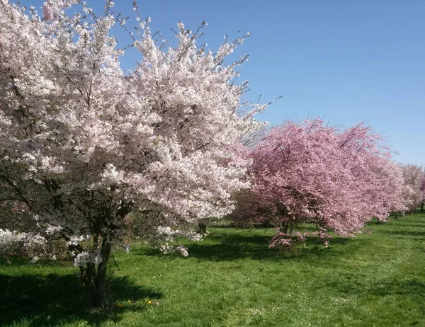 Цветы Деревьев Парке Прагой — стоковое фото