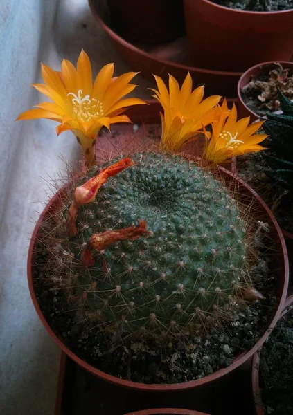Fleurs Jaunes Cactus Sur Balcon — Photo
