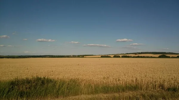 Erdő Rét Nyugat Szlovákiában — Stock Fotó