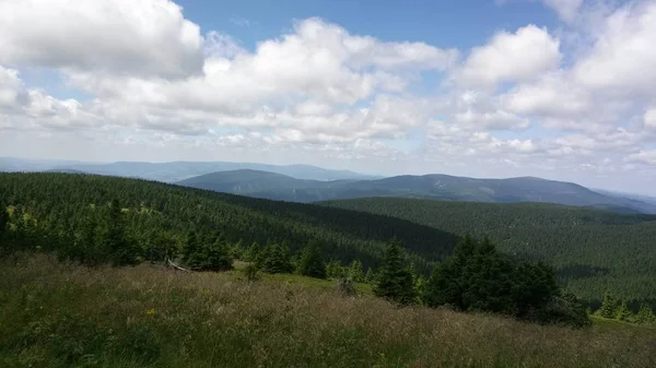 Wiese Und Wald Der Tschechischen Republik — Stockfoto