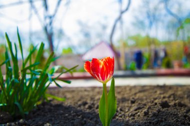 Kırmızı lale gülleri. Kırmızı lale gül yaz aylarında toprakta çiçek açar. Zaqatala, Azerbaycan. 05/04/2019