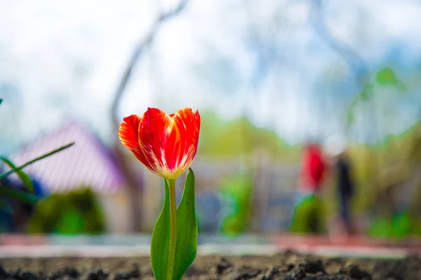 Kırmızı lale gülleri. Kırmızı lale gül yaz aylarında toprakta çiçek açar. Zaqatala, Azerbaycan. 05/04/2019