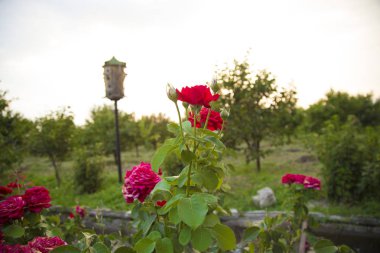 Kırmızı altın çiçekler. Kuş arka planda. Ev ve bahçe çiçekleri. Ev ve bahçe için çiçekler. Çiçek çiçeği. Şeki, Azerbaycan. Temmuz 27, 2018