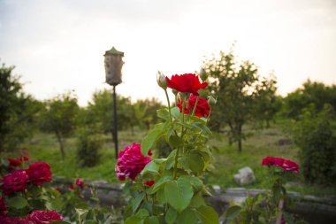 Kırmızı altın çiçekler. Kuş arka planda. Ev ve bahçe çiçekleri. Ev ve bahçe için çiçekler. Çiçek çiçeği. Şeki, Azerbaycan. Temmuz 27, 2018