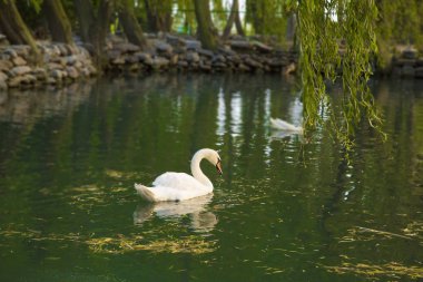 Shaki, Orman arazisindeki küçük gölde yüzen iki güzel beyaz ördek. Gölde banyo yaparken su damlacıkları sallayarak beyaz kaz Görüntü. Şaki, Azerbaycan. Eylül 5, 2018