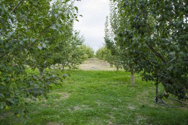 Azerbaycan'da çeşitli çiçekler ve elma ağaçları yetiştirilmektedir. Elma meyvesi çok lezzetli. Taze organik olgun elma ağacı yeşil yaprakları ile. Sonbahar elma ağacı. Shaki, Azerbaycan 10 Eylül 2018