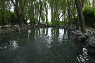 Shaki yeşil parkı. Orman arazisinde küçük bir gölde yüzen iki güzel anne ve yavru beyaz kaz. Gölde banyo yaparken kaz sallayarak su damlacıkları Görüntü. Şaki, Azerbaycan. Mayıs 5, 2018