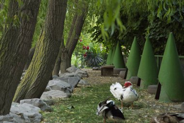 Shaki yeşil parkı. Orman arazisinde küçük bir gölde yüzen iki güzel anne ve yavru beyaz kaz. Gölde banyo yaparken kaz sallayarak su damlacıkları Görüntü. Şaki, Azerbaycan. Mayıs 5, 2018