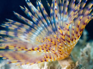 esporigrafo en el mar