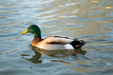 patos en su habitatı