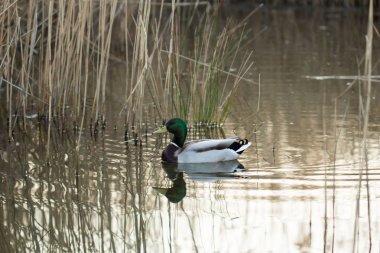 patos en su habitatı