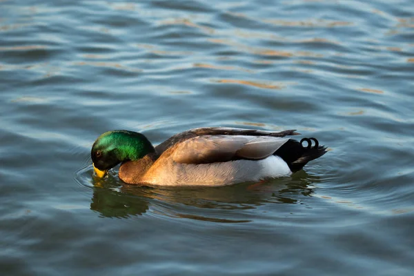 Patos Hábitat —  Fotos de Stock