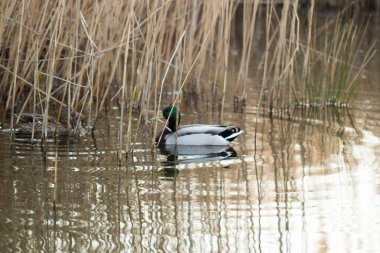 patos en su habitatı