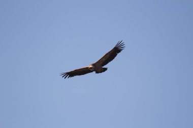 Aguila volando con cielo azul