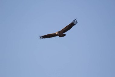 Aguila volando con cielo azul
