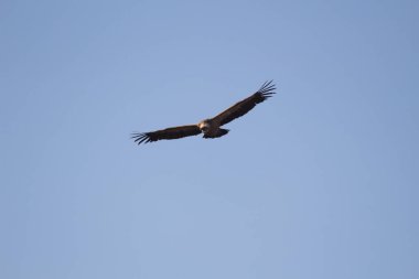 Aguila volando con cielo azul