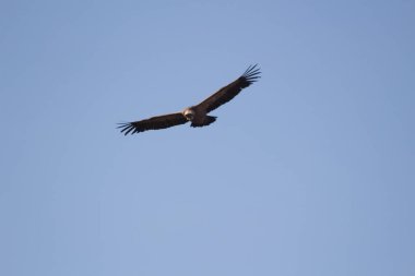 Aguila volando con cielo azul