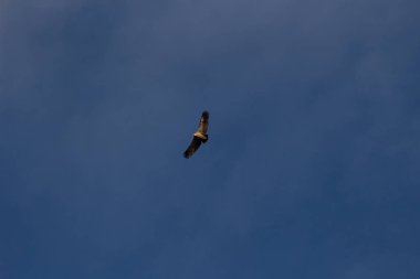 Aguila volando con cielo azul