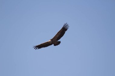 Aguila volando con cielo azul