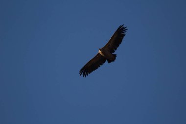 Aguila volando con cielo azul