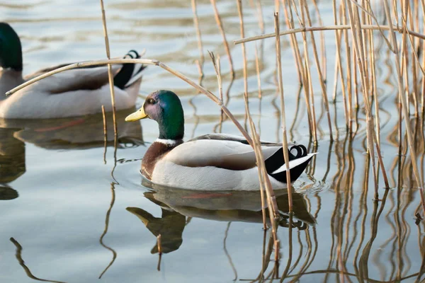 Patos Ενδιαίτημα — Φωτογραφία Αρχείου