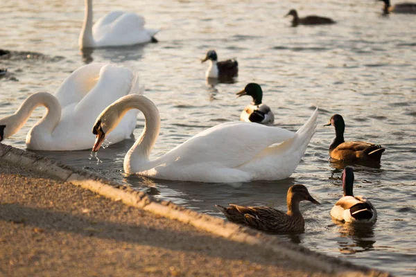 Patos Habitat — Stock Photo, Image