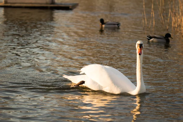 Patos Habitat — стоковое фото