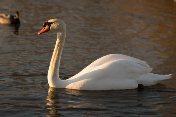 Patos Habitatı — Stok fotoğraf