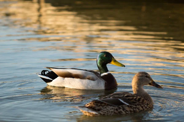 Patos Hábitat — Foto de Stock