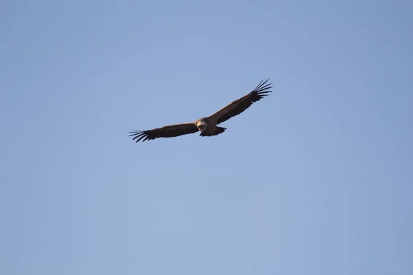 Aguila Volando Con Cielo Azul — Stockfoto