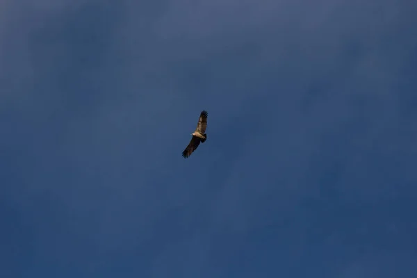 Aguila Volando Con Cielo Azul — Foto de Stock