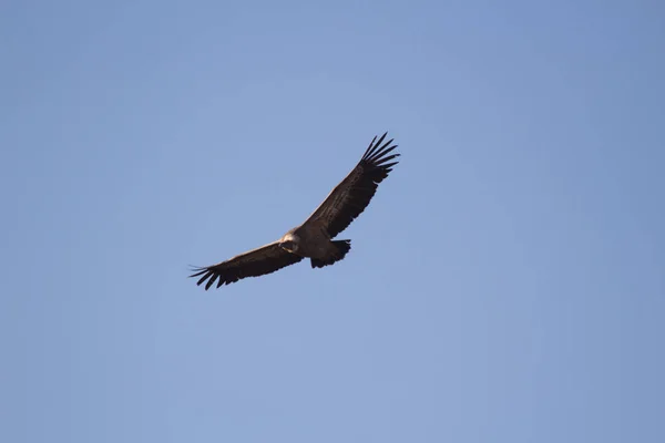 Aguila Volando Con Cielo Azul — Foto de Stock