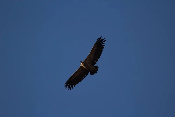 Aguila Volando Con Cielo Azul — Fotografia de Stock