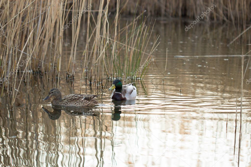 patos en su habitat