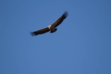 Aguila volando con cielo azul