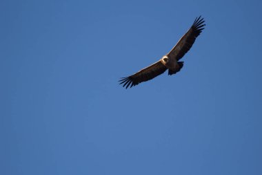 Aguila volando con cielo azul
